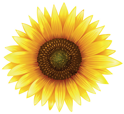 Sunflower clipart - Clipground