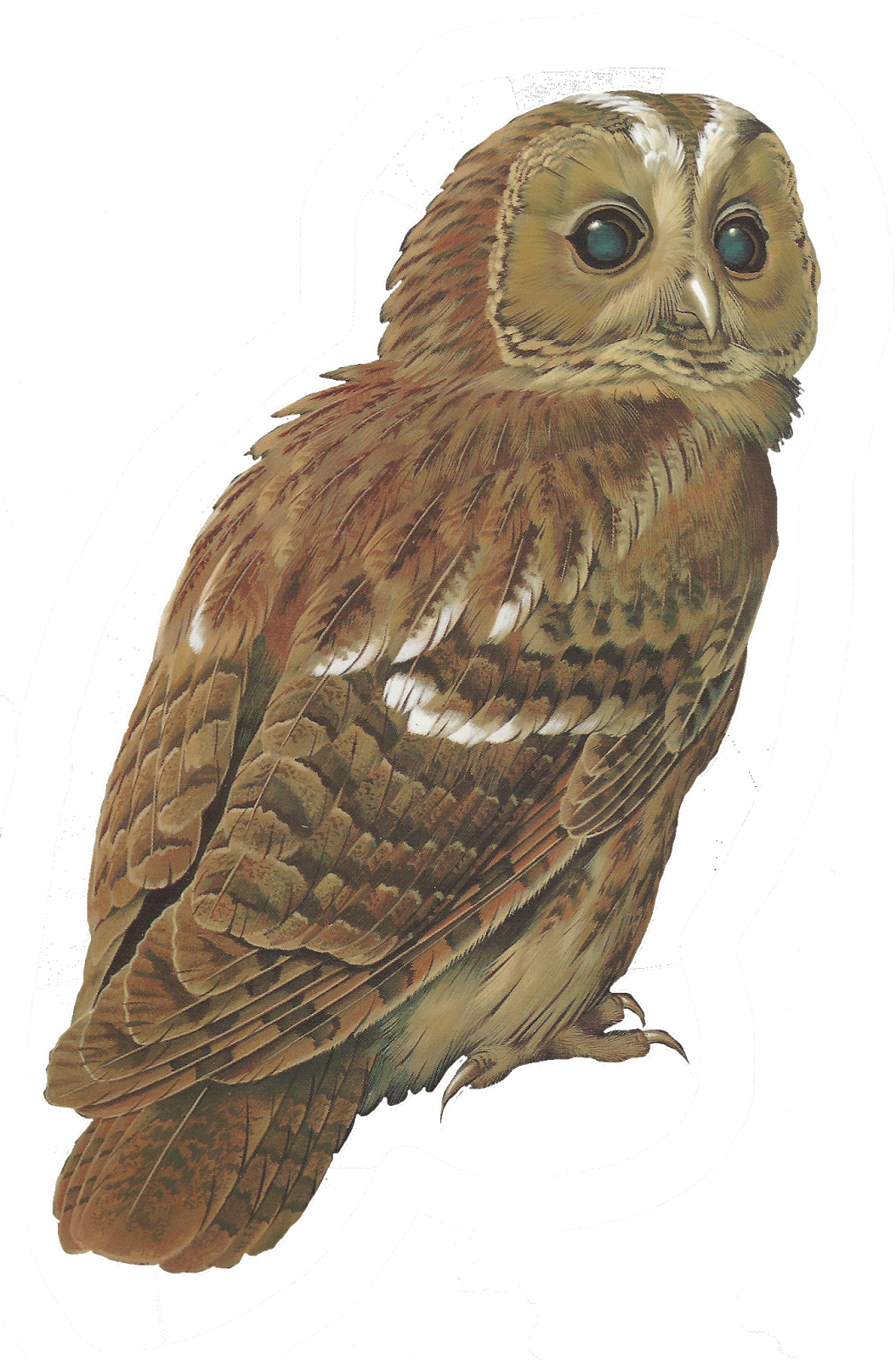 tawny-owl-clipart-clipground