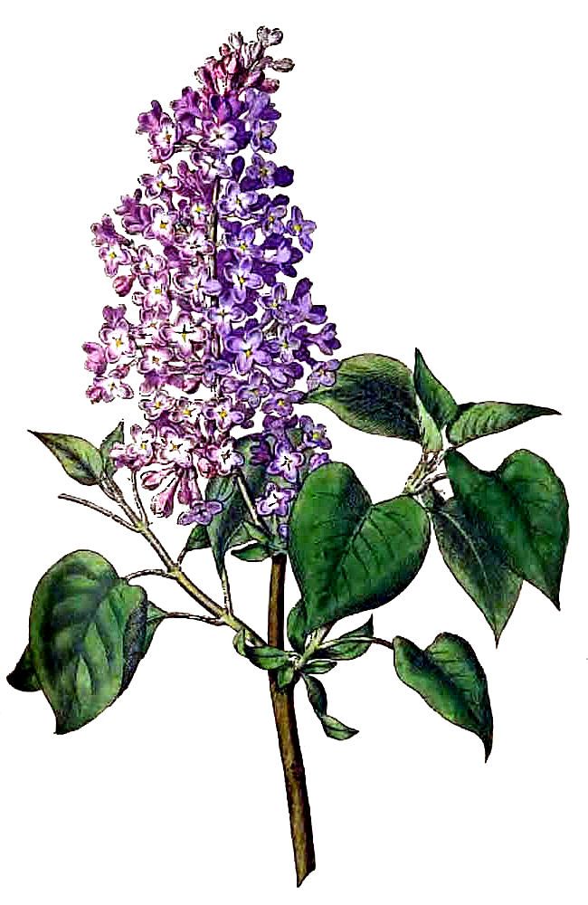 The lilac clipart - Clipground