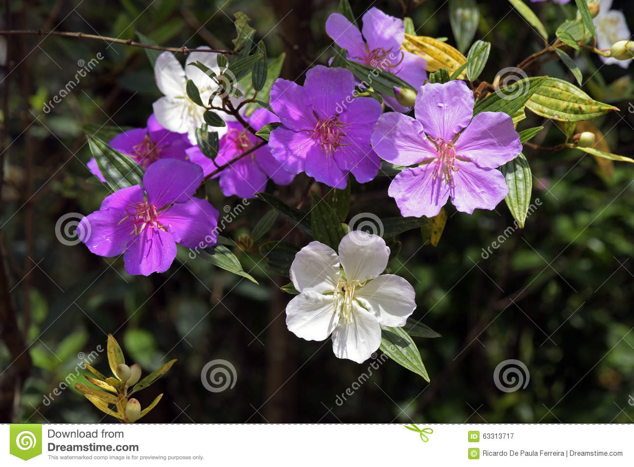 Glory Tree, Typical Of The Atlantic Rainforest Biome Stock Photo. Glory Tree, Typical Of The Atlantic Rainforest Biome Stock Photo.