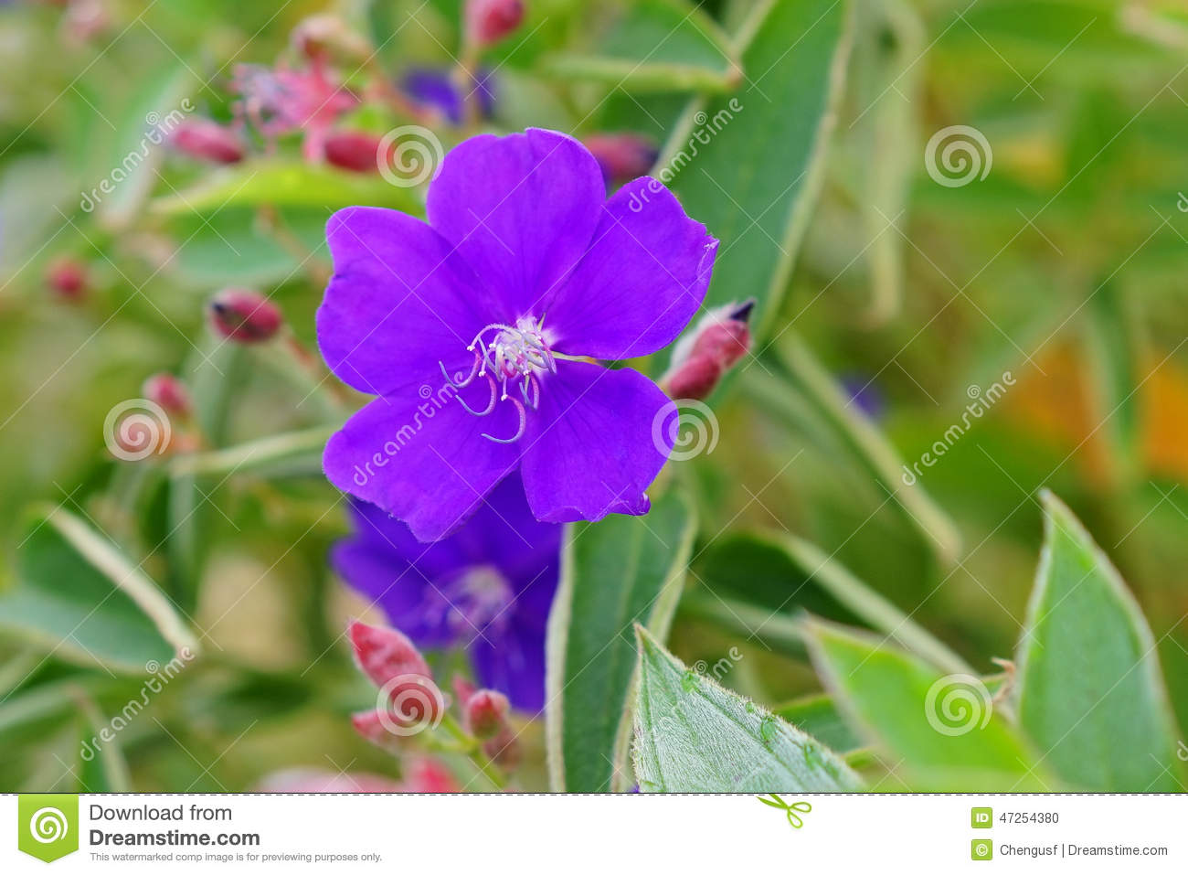Tibouchina Semidecandra, The Princess Flower Stock Photo. Tibouchina Semidecandra, The Princess Flower Stock Photo.