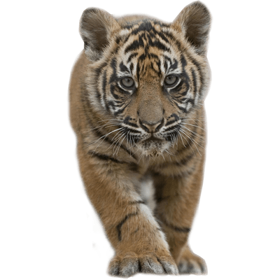 tiger clipart transparent - Clipground