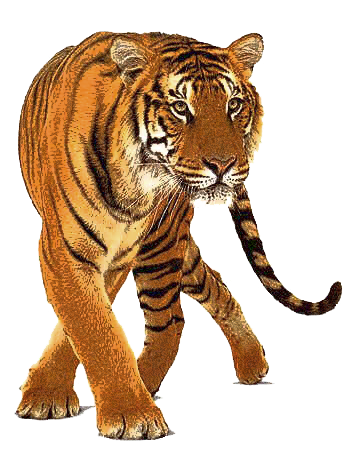 tiger clipart transparent - Clipground