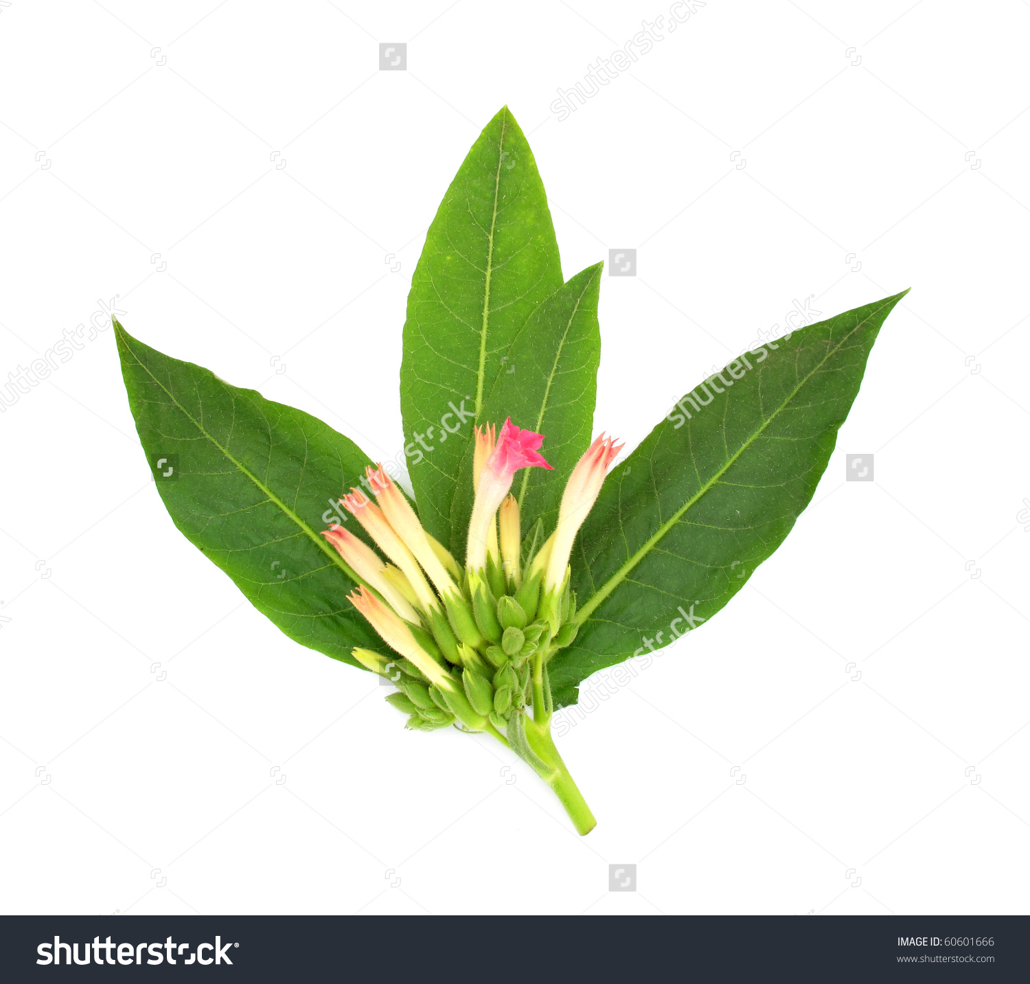 clip art tobacco leaf - photo #6