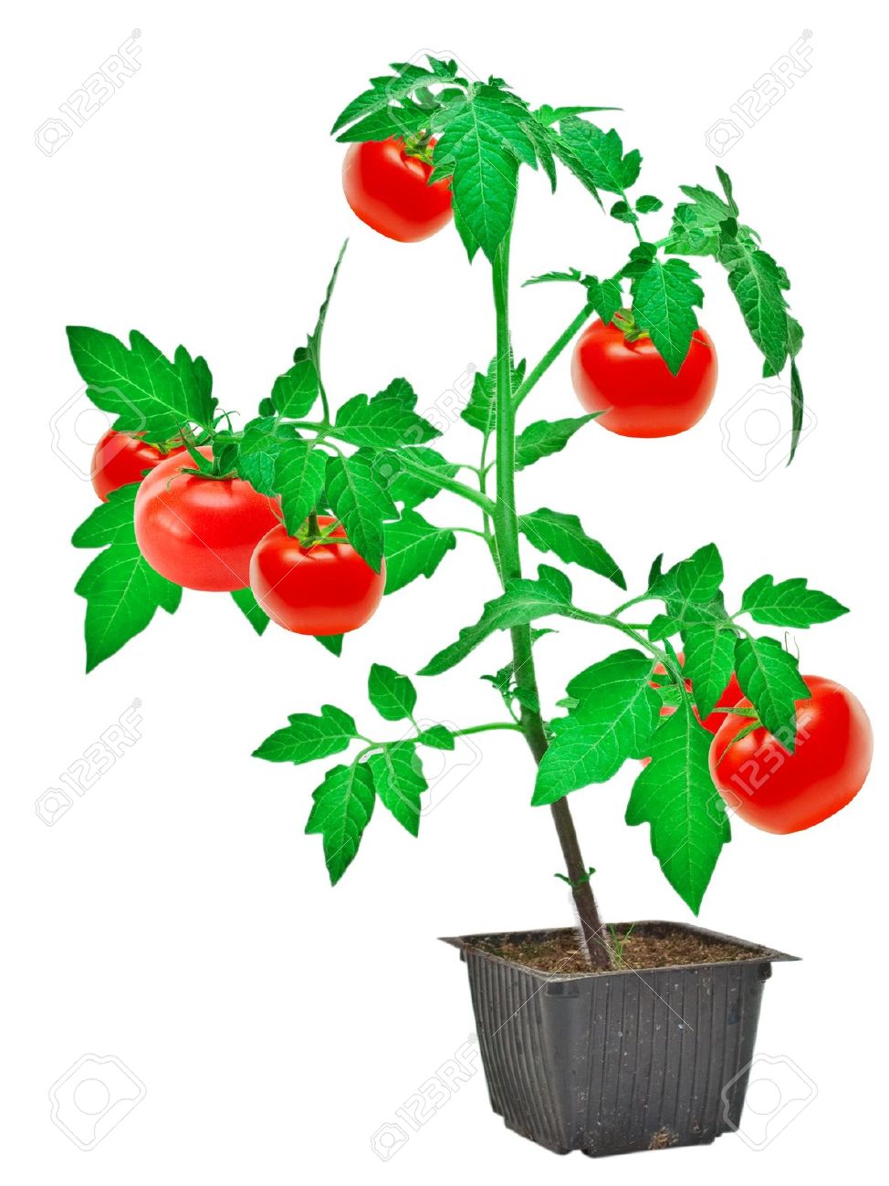 tomato plant clip art - photo #11