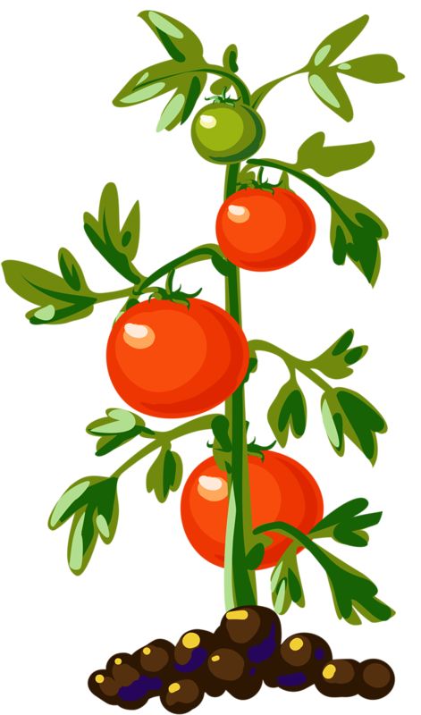 Vegetable plant clipart - Clipground
