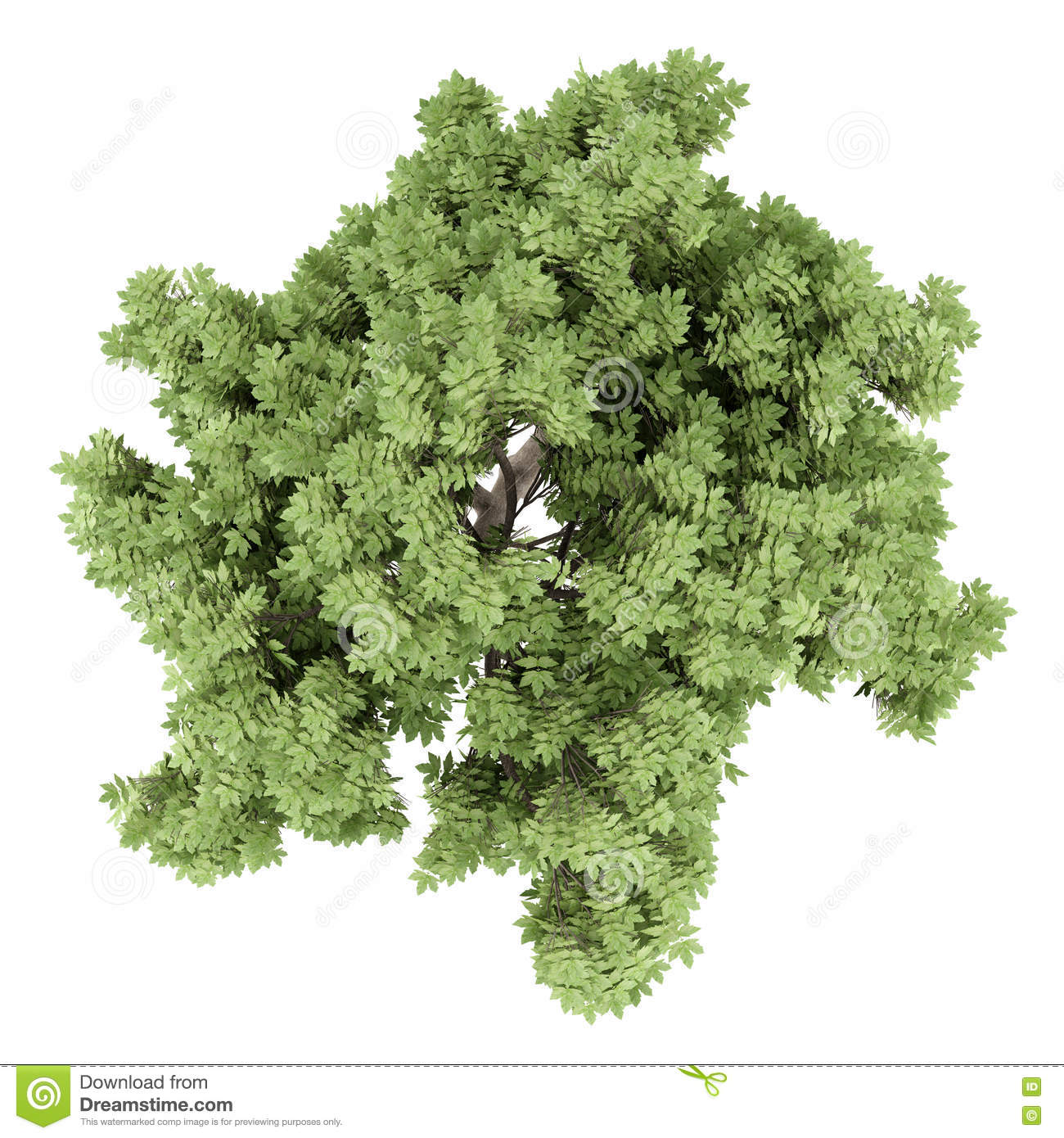 clip art sycamore tree - photo #33