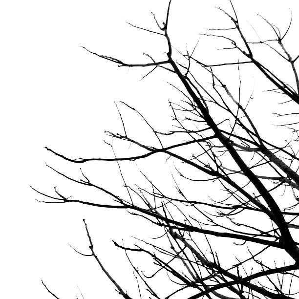 tree branch black and white clipart - Clipground