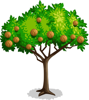 Tree nut clipart - Clipground