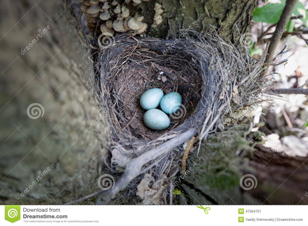 Eggs. Turdus Merula, Blackbird. Stock Photo. Eggs. Turdus Merula, Blackbird. Stock Photo.