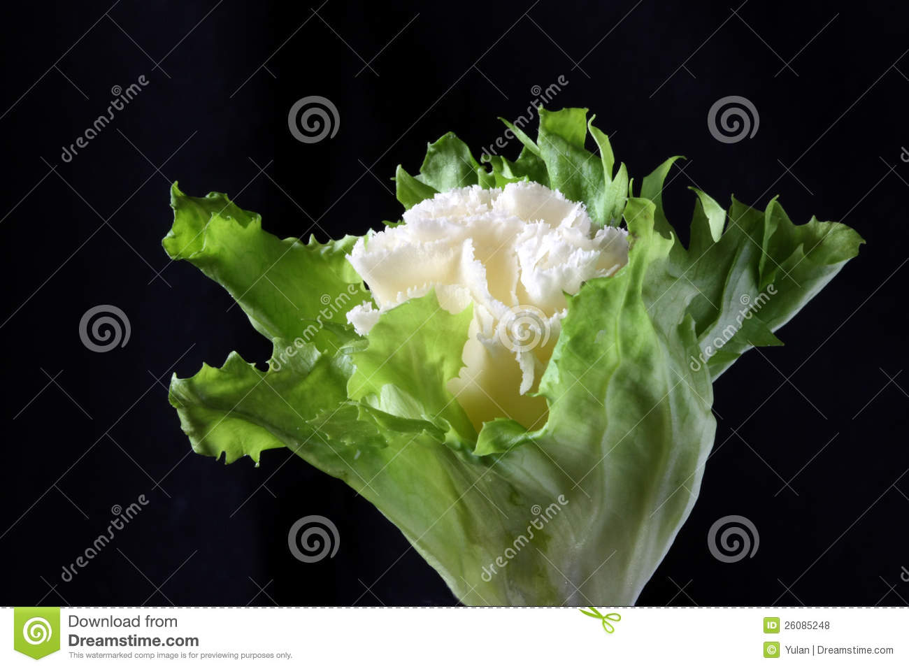 Rosette Of Tete De Moine Cheese Royalty Free Stock Photos. Rosette Of Tete De Moine Cheese Royalty Free Stock Photos.