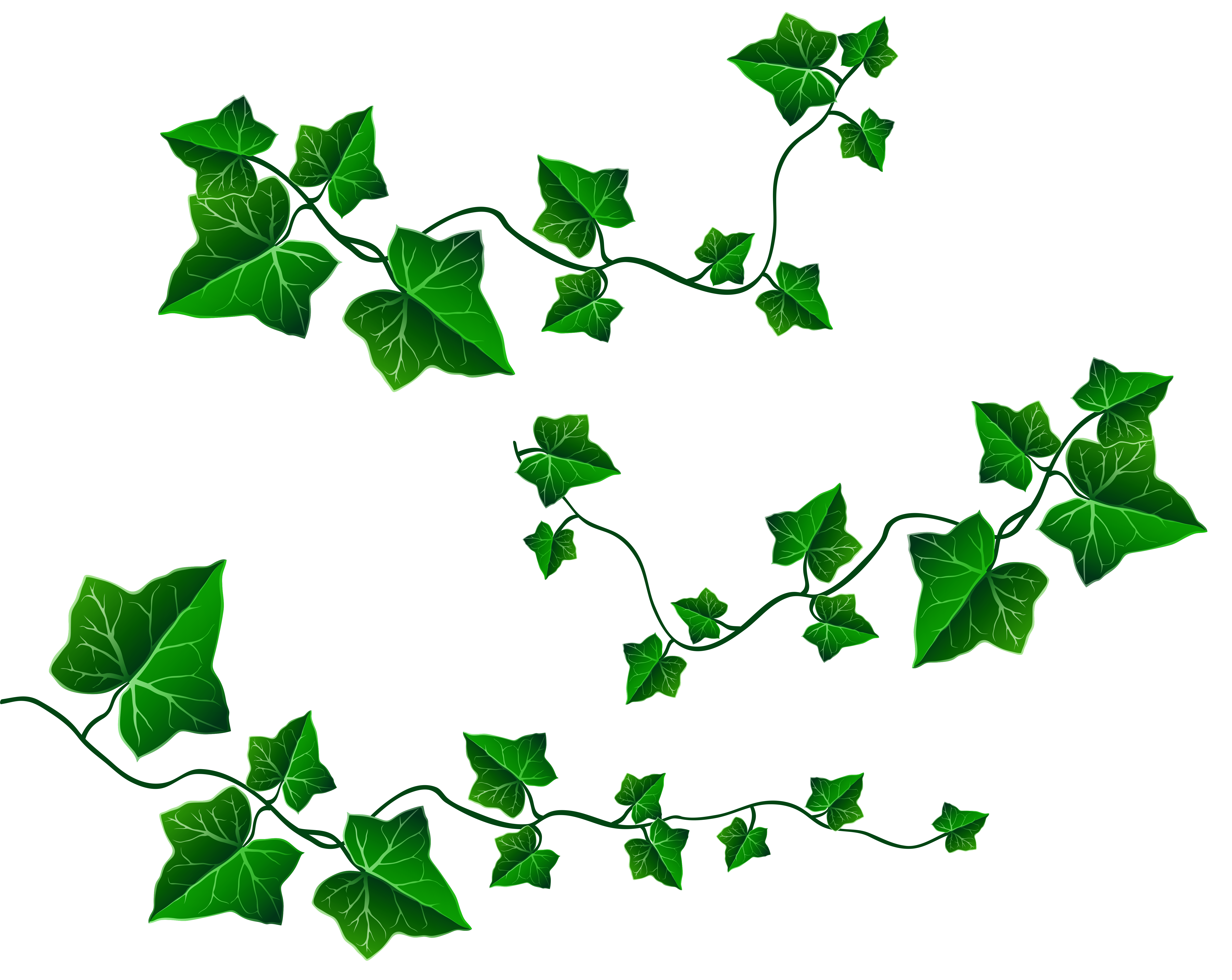 leaf vine clip art - photo #33