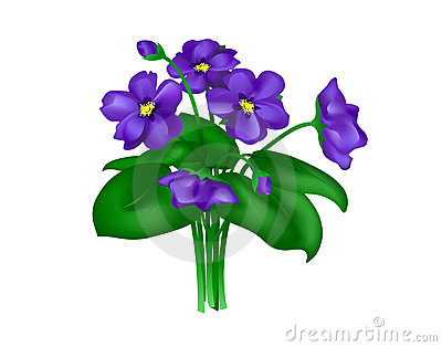 Violets clipart - Clipground