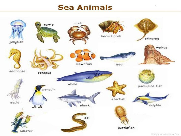 Water Animals Clipart With Names Clipground