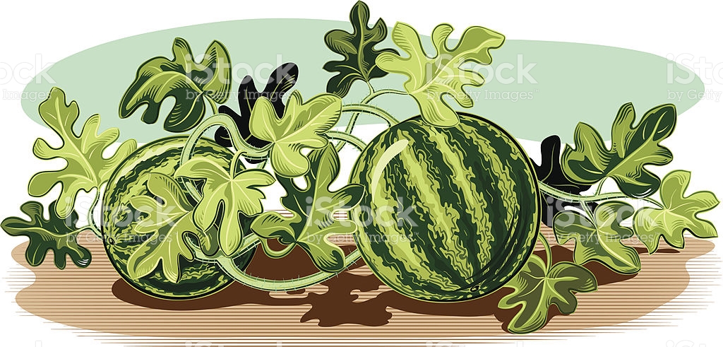 watermelon plant clipart - Clipground