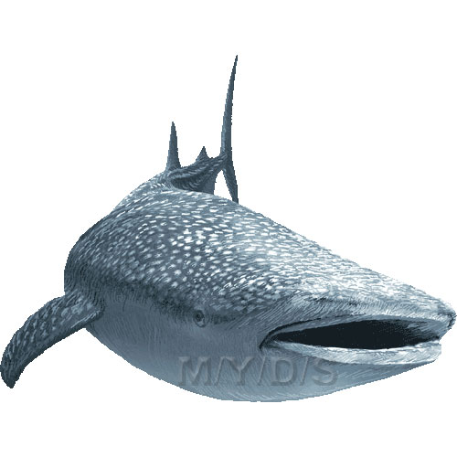 whale shark clipart