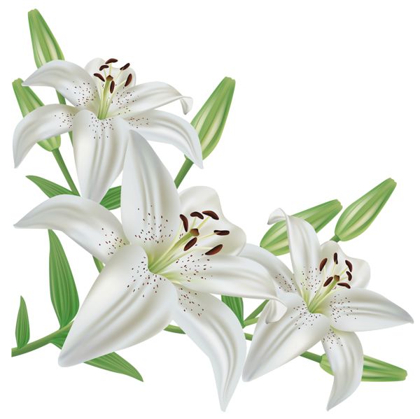 clipart lilies flowers - photo #27
