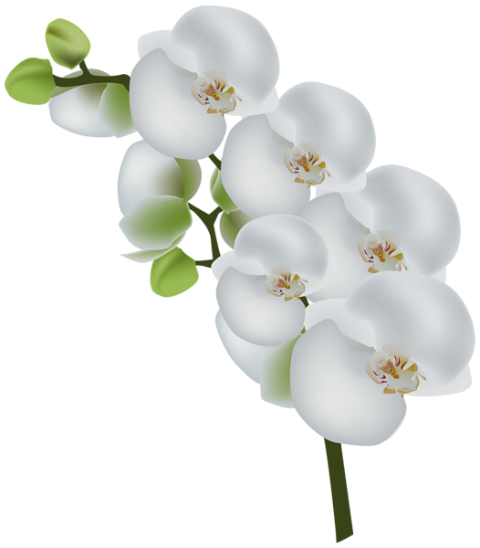 clipart orchid flower - photo #11