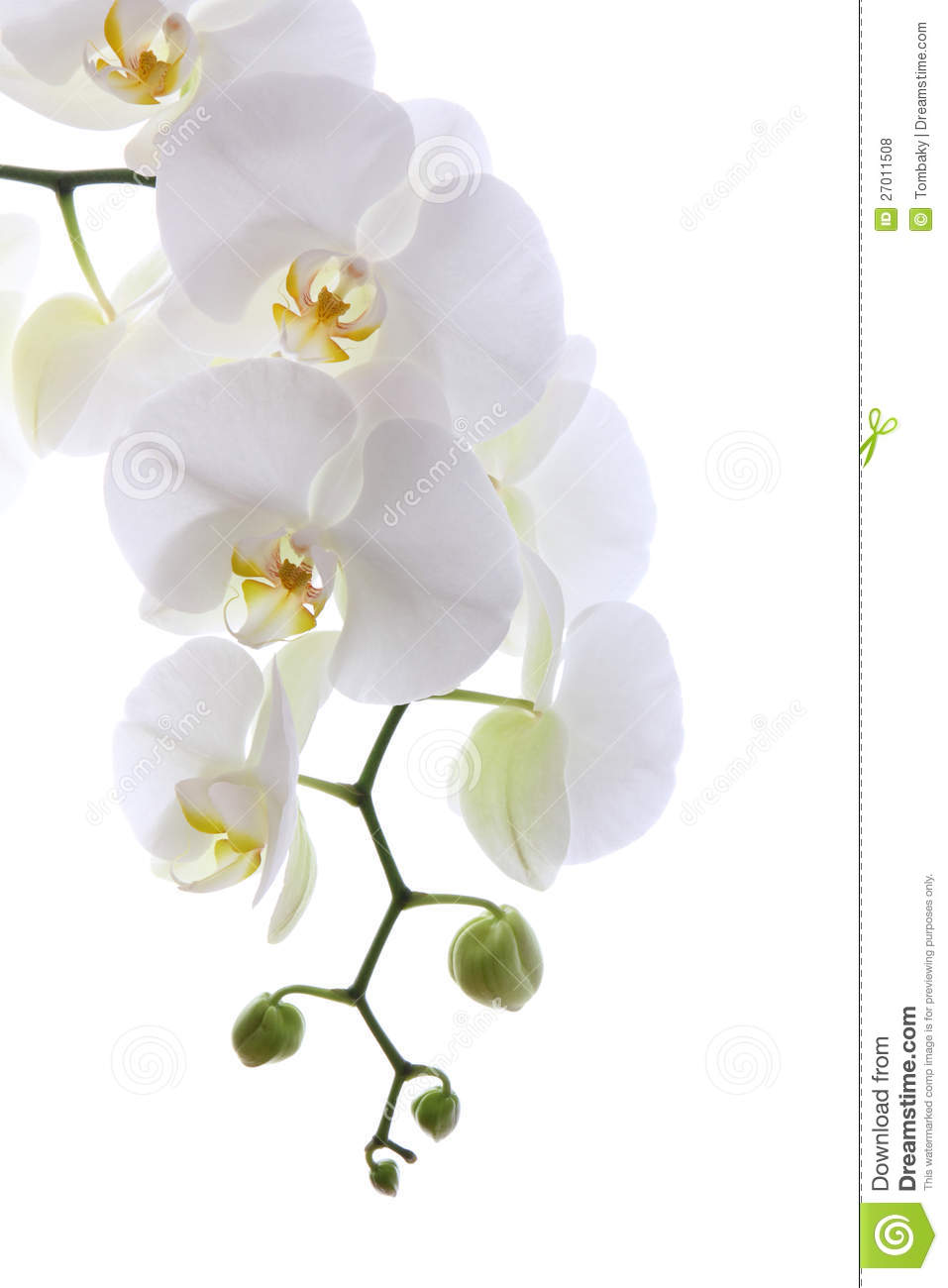 White orchid clipart - Clipground