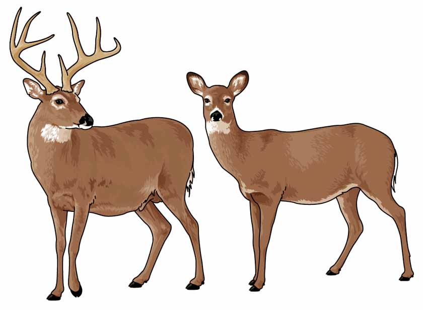 free whitetail deer clipart - photo #30