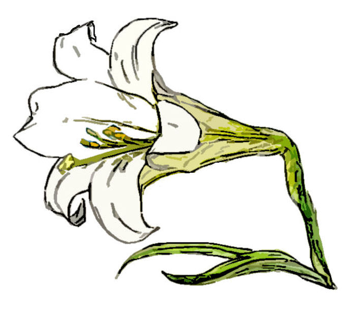 clipart of easter lilies - photo #50