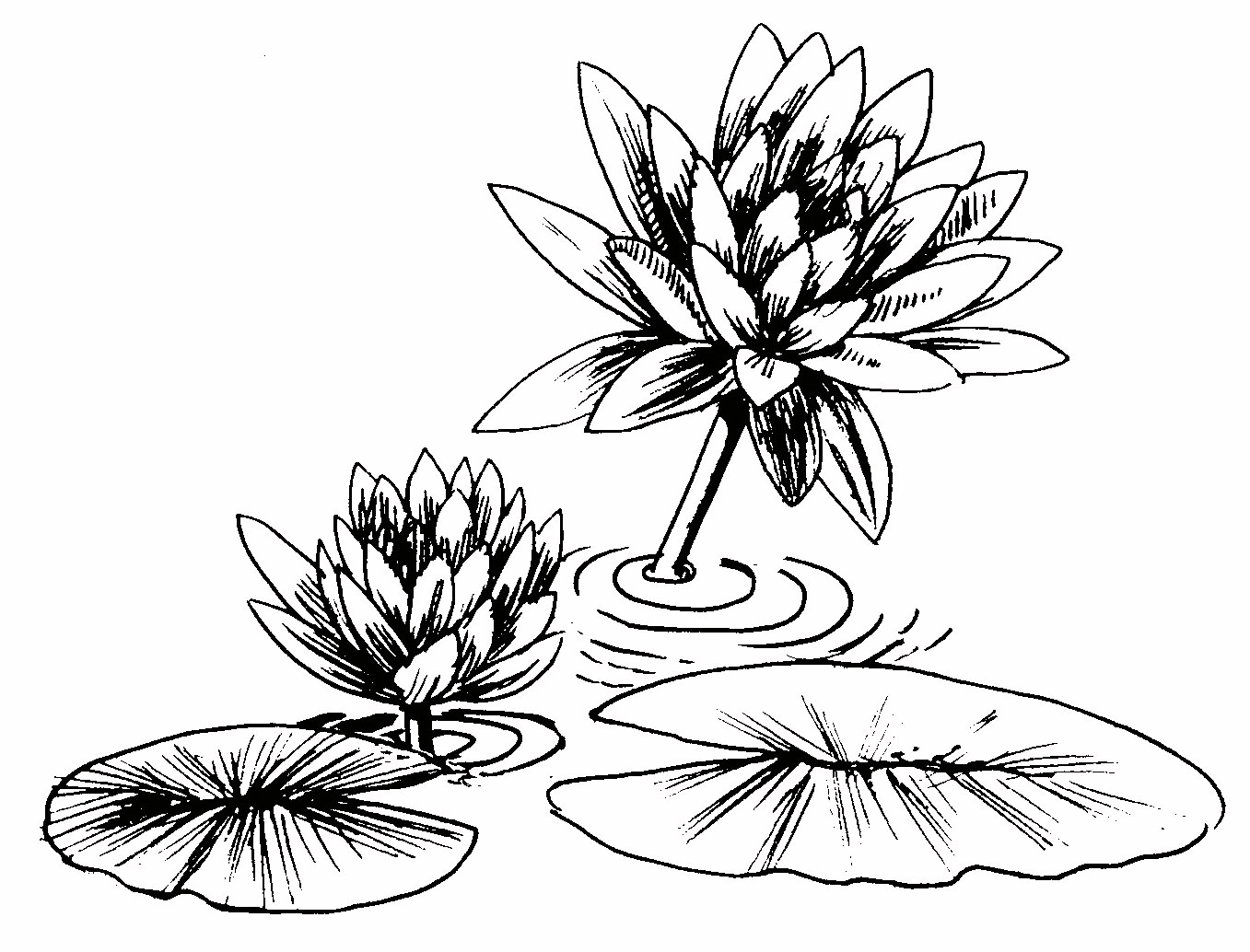 White water lilies clipart Clipground