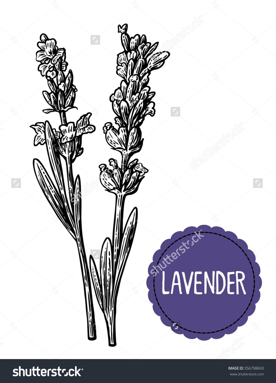 Whitish-lavender clipart - Clipground