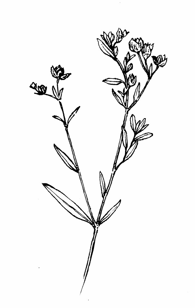 wildflower clipart black and white - Clipground