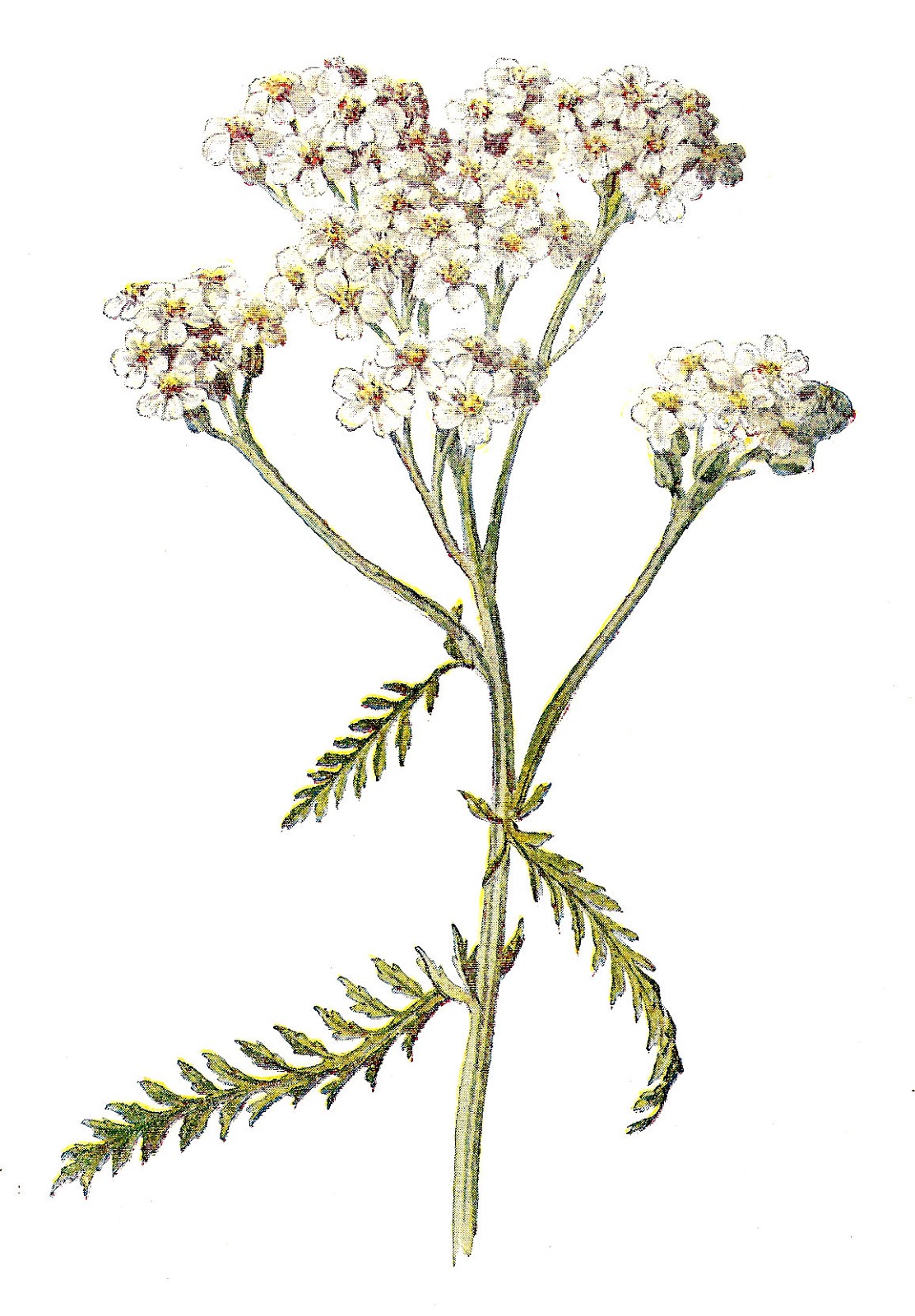 Yarrow clipart - Clipground