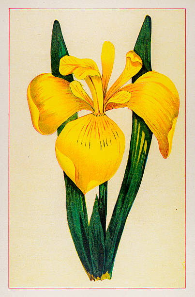 Yellow iris clipart - Clipground