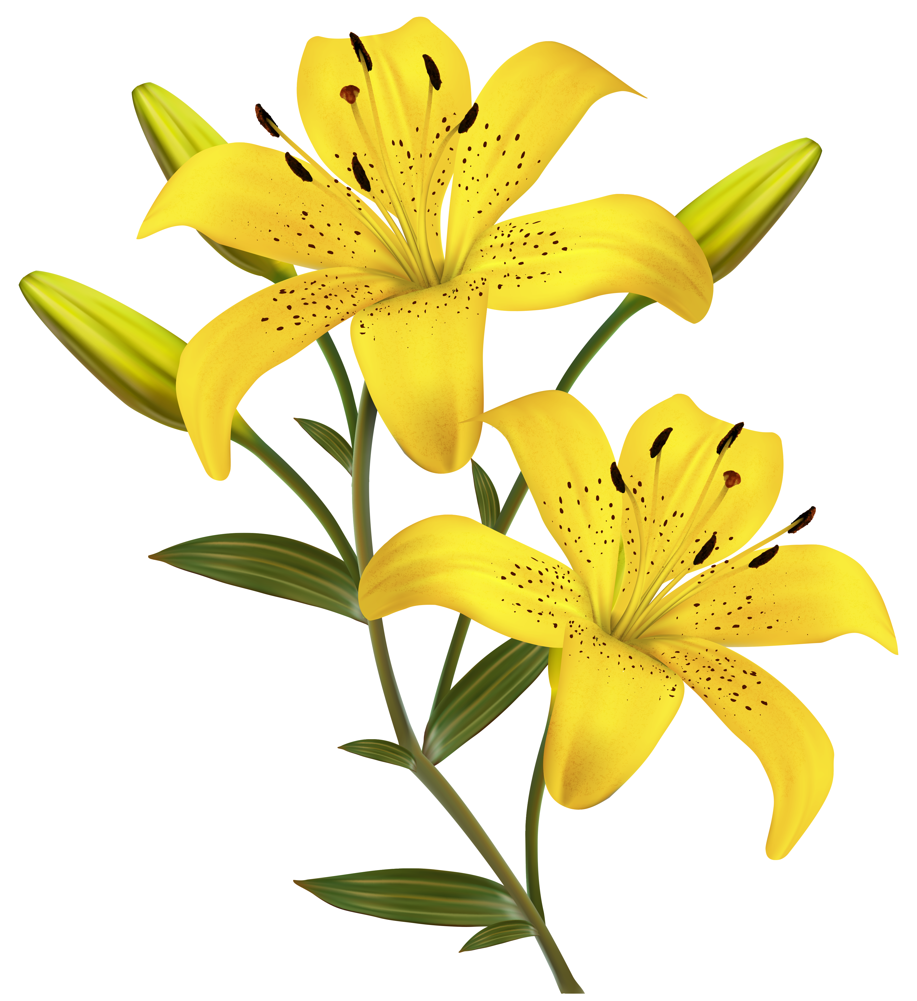 lily flower clipart - photo #32