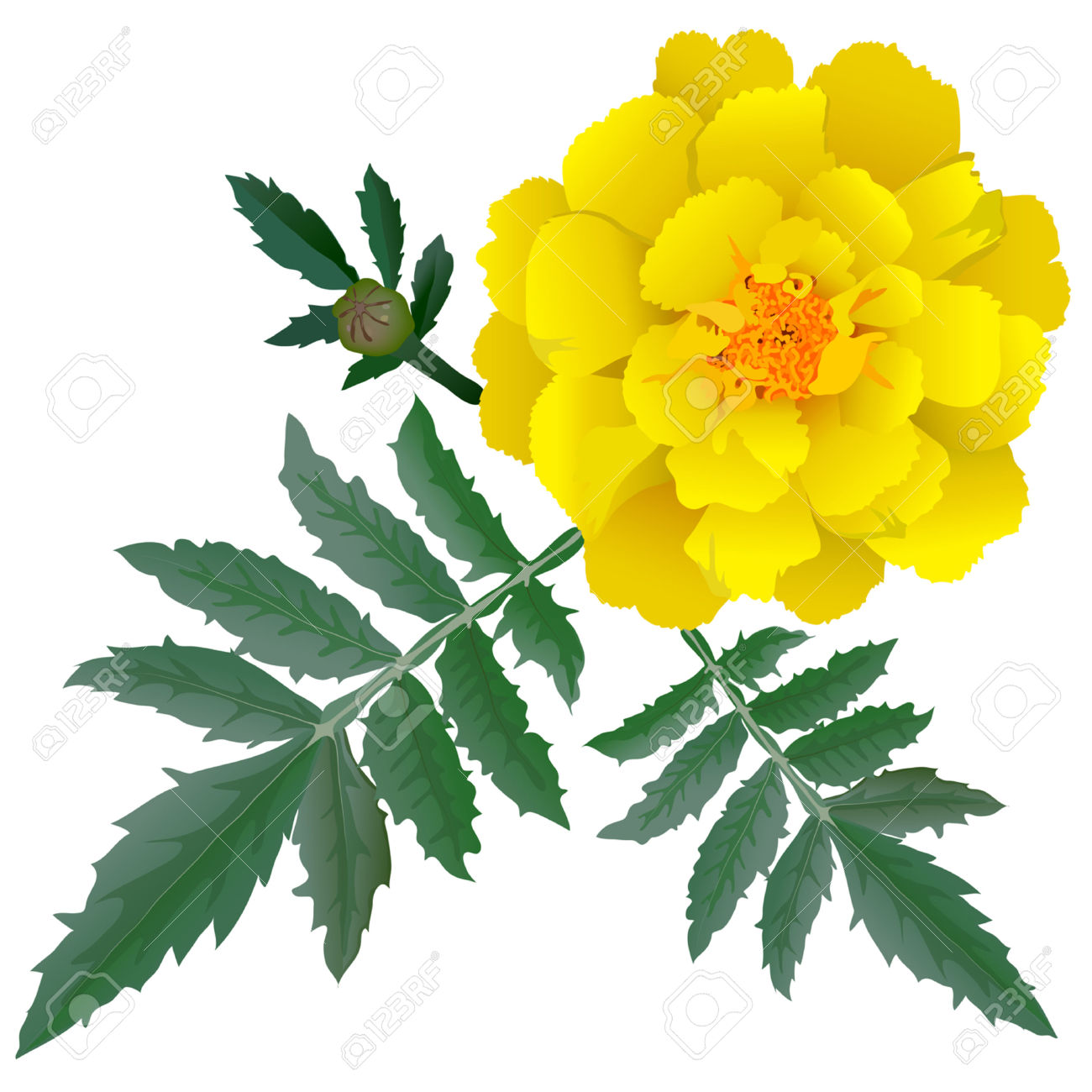 Yellow marigold clipart - Clipground