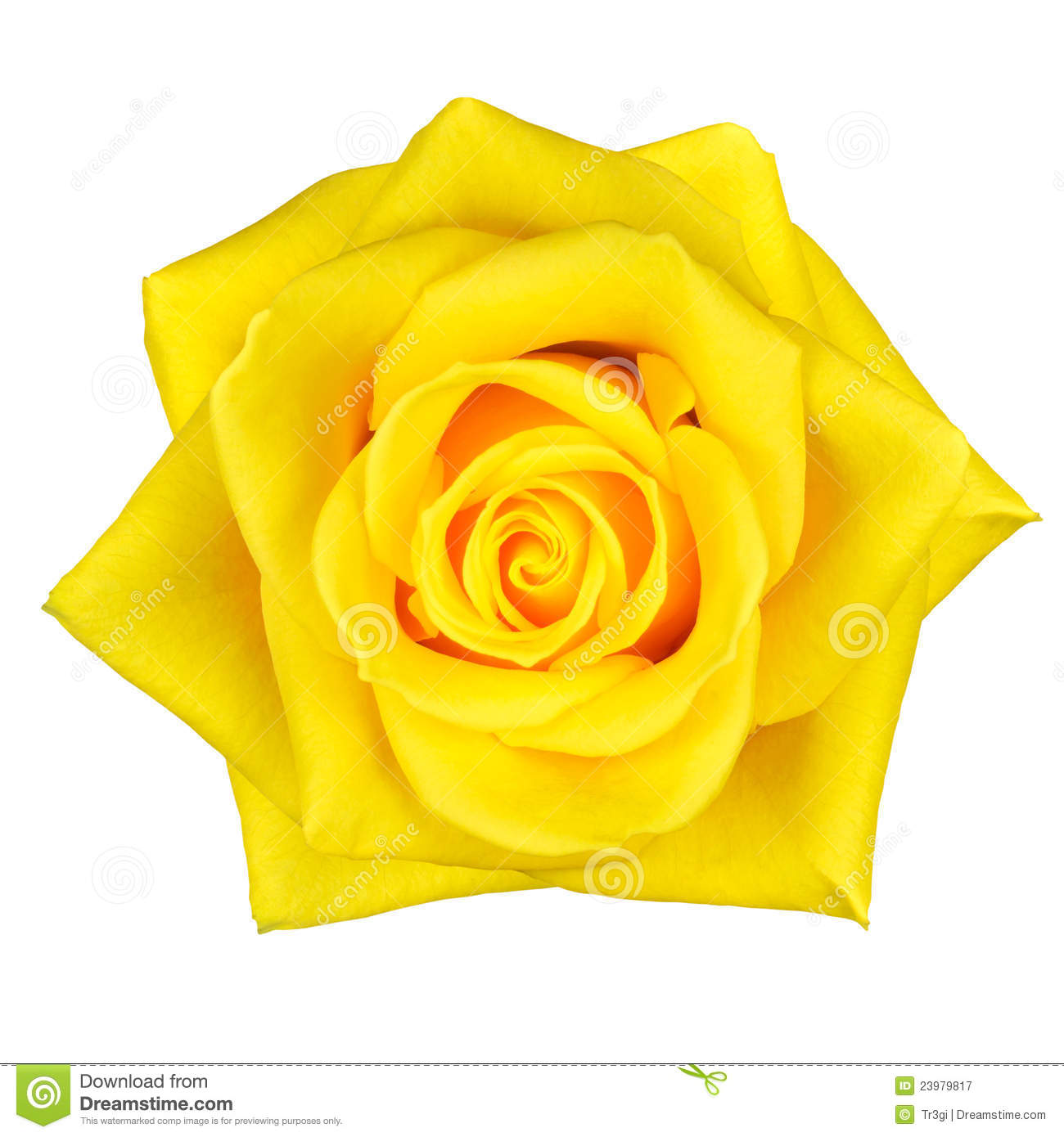 clipart of yellow roses - photo #22