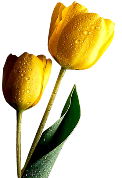 yellow tulip clipart - photo #15