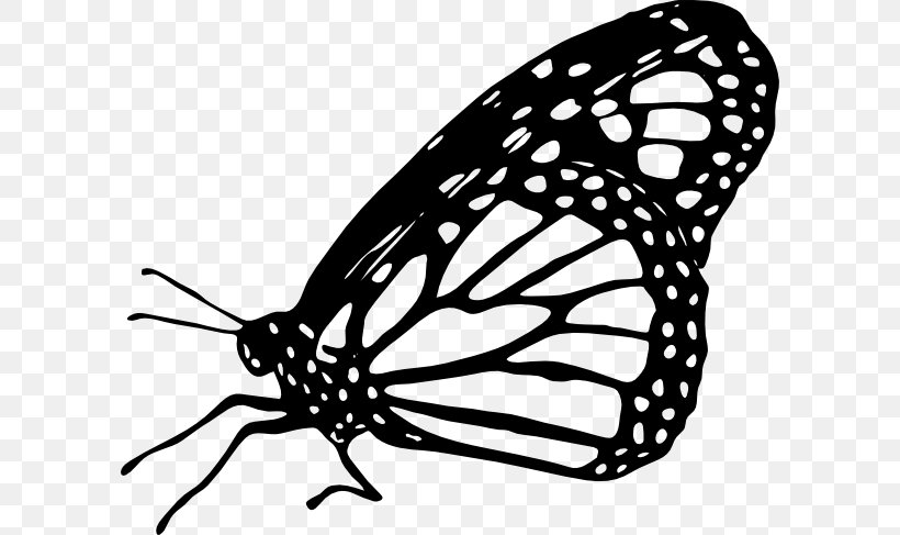 Monarch Butterfly Drawing Clip Art, PNG, 600x487px.