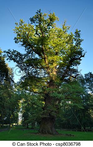 Pictures of 1000 year old oak tree at Ivenack, Mecklenburg.
