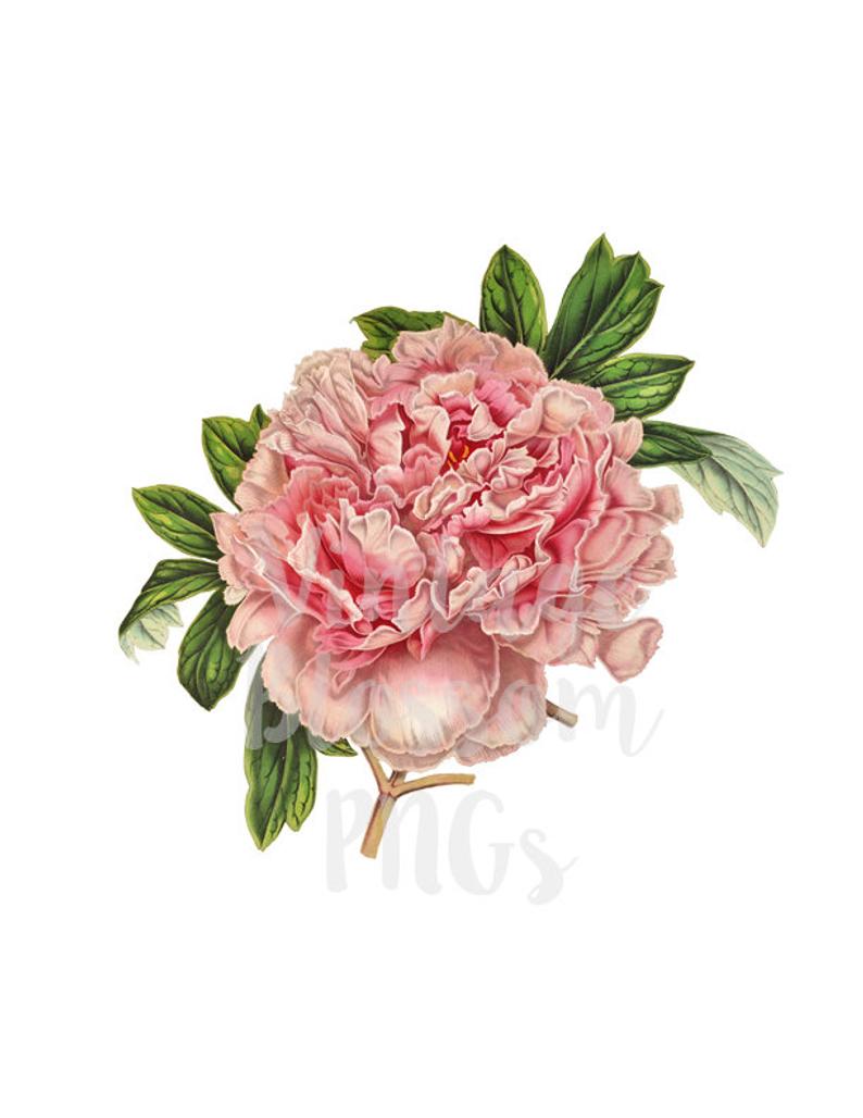 Peony Clip Art Vintage Flower Illustration Digital Download.