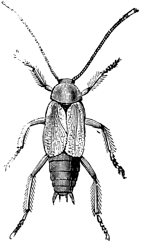 Cockroach Cliparts 13.