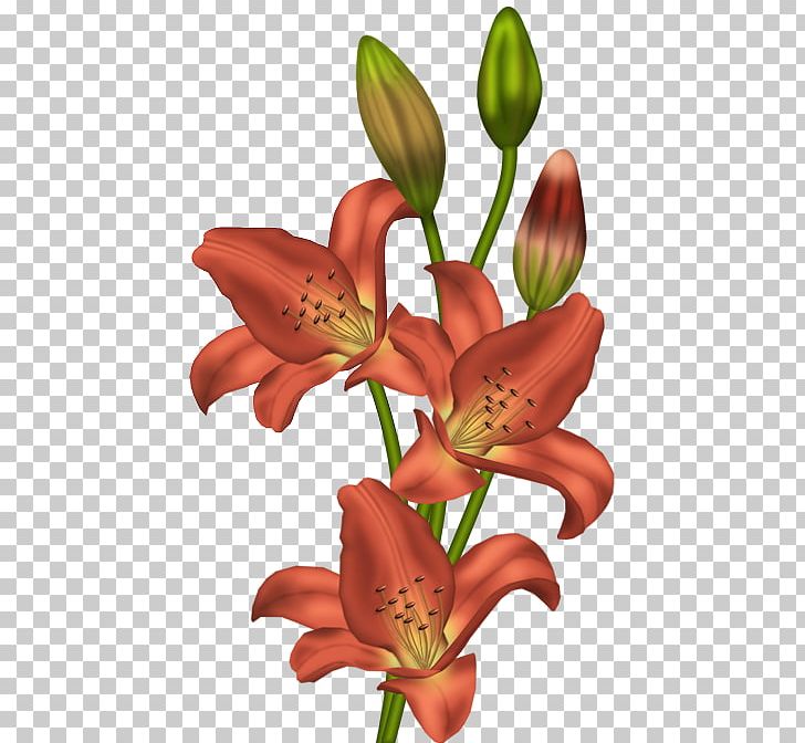 Tiger Lily Flower Orange Lily PNG, Clipart, Art White, Clip.