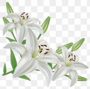 Lilium Candidum Easter Lily Lilium Regale Flower, PNG.