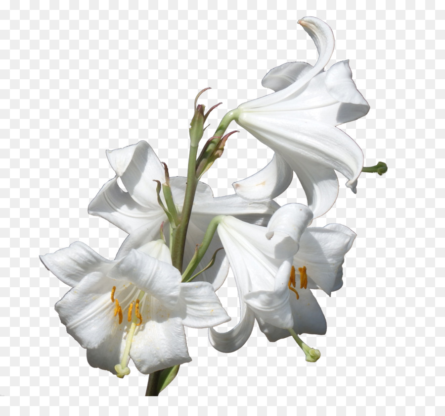 14 white lilies clipart 10 free Cliparts | Download images on