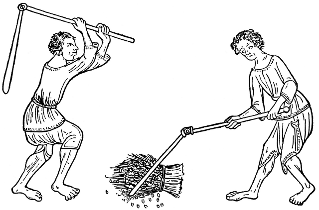 Threshing Wheat with Flails in the 14th Century.