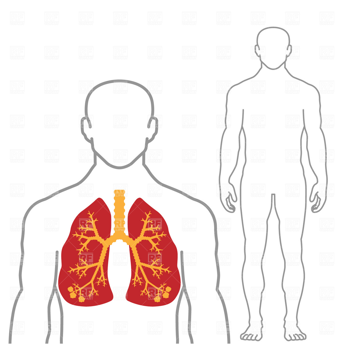 Free Lungs Clipart.