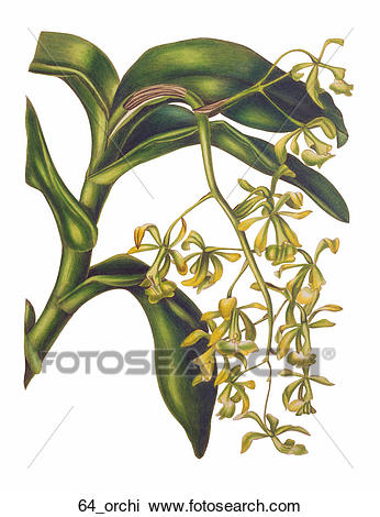 Clip Art of Antique Floral Illustration of a Dancing Lady Orchid.