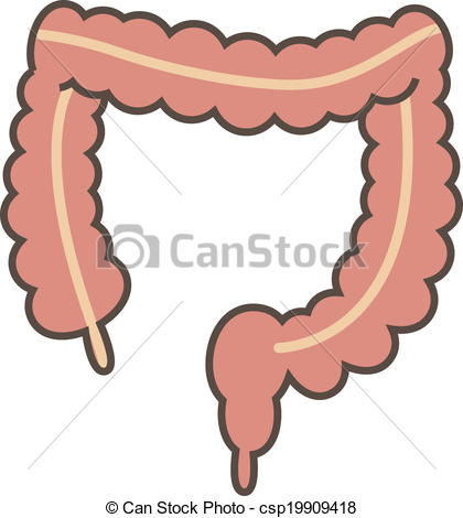 Male intestino