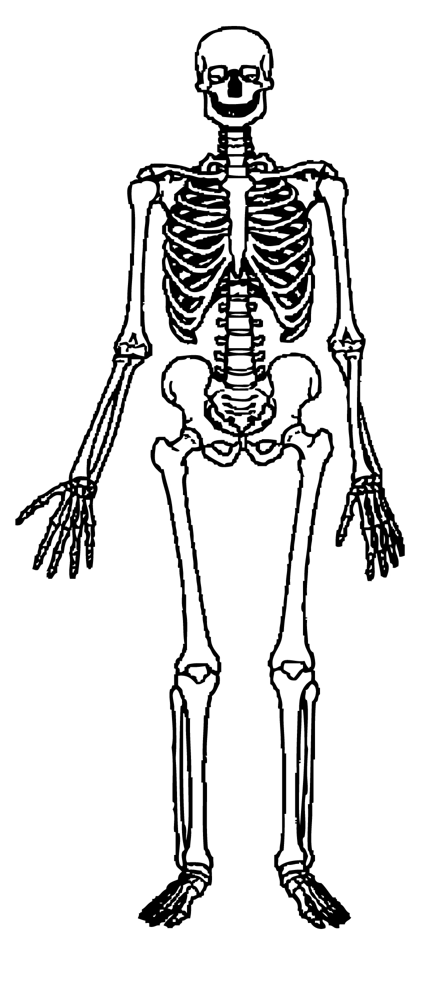 Skeleton Clipart & Skeleton Clip Art Images.