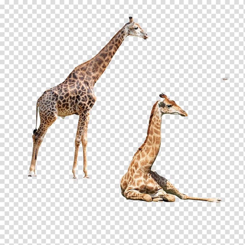 Two giraffes, Northern giraffe Okapi Elephant Felidae.