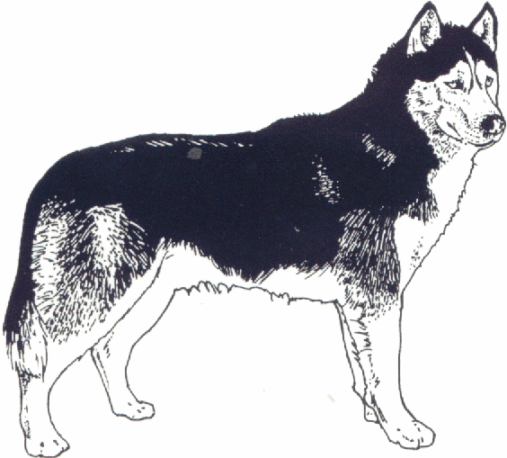 Free Husky Cliparts, Download Free Clip Art, Free Clip Art.