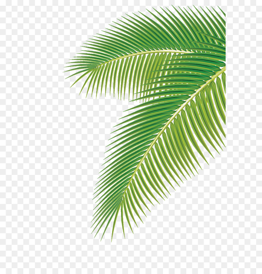 Palm tree leaves clipart 2 » Clipart Station.