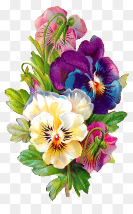 Pansy clipart.